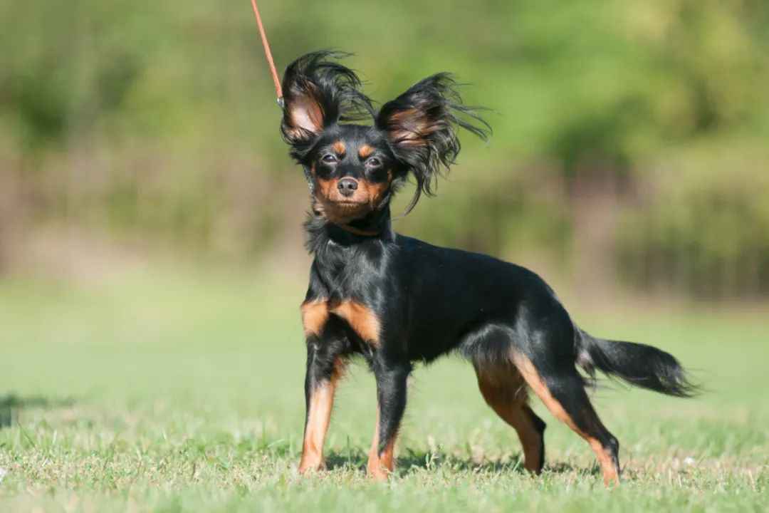 Russian Toy Dog: A Perfect Blend of Elegance and Loyalty