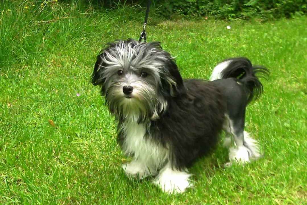 Everything You Need to Know About the Lion Dog